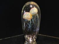 Double Passion Moon Jellyfish #116407 by Richard Satava