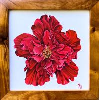 Betta Red 8x8 Giclee in Koa Frame by MsW <! local>